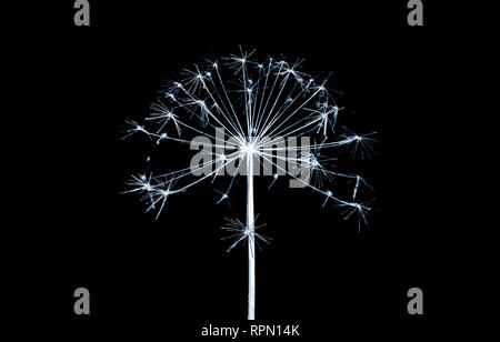 Trockene Blume. Blau getönten Silhouette auf schwarzem Hintergrund isoliert, inverse stilisierte natürliche Foto Stockfoto Trockene Blume. Blau getönten Silhouette auf schwarzem Hintergrund isoliert, inverse stilisierte natürliche Foto Stockfoto
