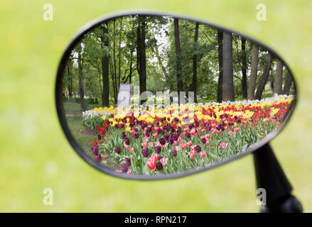 Tulpen im Frühjahr Park auf Elagin Insel, St. Petersburg. Stockfoto