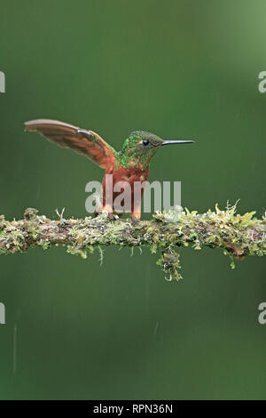 Thront Chestnut-breasted Coronet mit Flügeln aus Ecuador Stockfoto