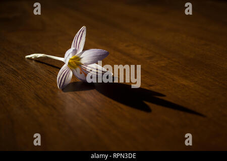 Crocus Blume auf dem hölzernen Tisch Stockfoto