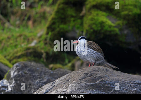 Männliche Torrent Duck an Guango Lodge Ecuador Stockfoto