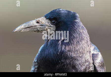 Seitenansicht Detailansicht der Kopf eines Erwachsenen Saatkrähe (Corvus frugilegus) mit dicken grauen Bill im Winter in West Sussex, UK. Stockfoto