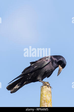 Seitenansicht eines Erwachsenen Saatkrähe (Corvus frugilegus) thront auf einem Post im Winter in West Sussex, UK gegen den blauen Himmel. Portrait vertikal mit kopieren. Stockfoto