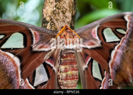 Atlas Moth, Attacus Atlas, diese sind die größten Motten in der Welt mit einer Spannweite von 10-12 Zoll, beheimatet in Südostasien Stockfoto