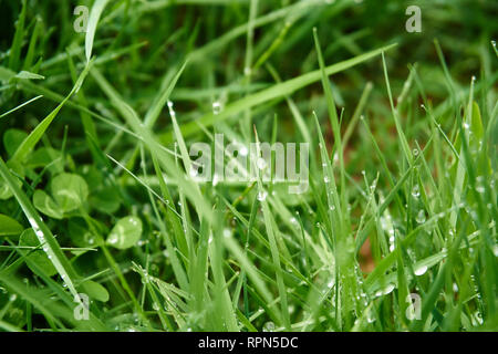 Nahaufnahme von Gras und Klee mit Tautropfen auf Ihnen. Stockfoto