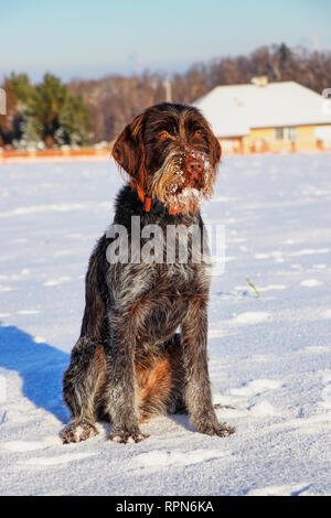 Eine schöne Waffe Hund, Cesky Fousek, sitzen auf dem Schnee und warten auf Signal von Ihrem Chef zu jagen. Stockfoto