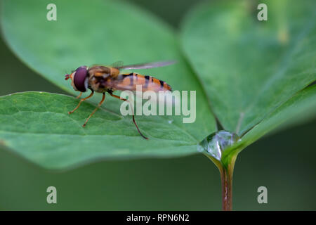 Zoologie/Tiere, Insekten (Insecta), Hoverfly (Syrphidae) auf einem Blatt mit Wassertropfen, Bayern, Deutschland, Additional-Rights - Clearance-Info - Not-Available Stockfoto