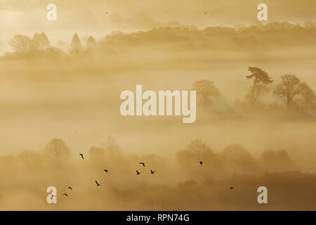 Vögel fliegen durch Nebel und Frost im Meon Valley in der South Downs National Park, in der Nähe von Bishops Waltham, UK, Dienstag, 19. Februar. Photog Stockfoto