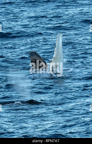 Buckelwal Flipper aus South Georgia Stockfoto