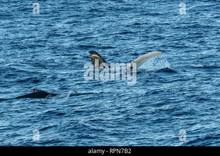 Buckelwal Flipper aus South Georgia Stockfoto