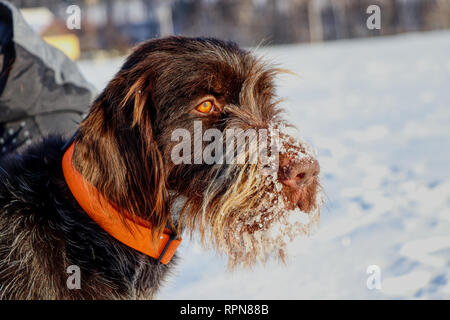 Ein schöner Hund Gesicht voller Schnee beobachten Rehe in der Natur. Braune Hündin der Böhmischen Wire-haired Pointing Griffon Korthals Griffon oder. Tschechische Rennen. Stockfoto