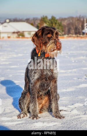 Eine schöne Hündin von böhmischen Wire-haired Pointing Griffon Korthals Griffon, sitzen auf Schnee. Sie hat Bart voller Schnee. Hunter ist bereit. Stockfoto