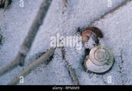 Zoologie/Tiere, Weichtiere (Mollusca), zwei schneckenhaus im Schnee, Klosterneuburg, Österreich, Europa, Additional-Rights - Clearance-Info - Not-Available Stockfoto