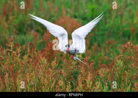 Zoologie/Tiere, Vögel (Aves), Küstenseeschwalbe, Küstenseeschwalbe, Sterna Paradisaea, Additional-Rights - Clearance-Info - Not-Available Stockfoto