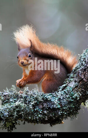 Zoologie/Tiere, Säugetiere (Mammalia), Europäische squirrel, Sciurus vulgaris, Eurasischen Eichhörnchen, Cair, Additional-Rights - Clearance-Info - Not-Available Stockfoto