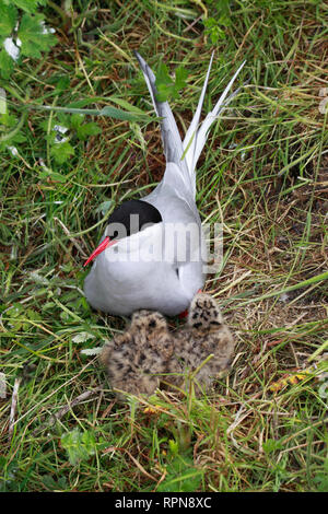 Zoologie/Tiere, Vögel (Aves), Küstenseeschwalbe, Küstenseeschwalbe, Sterna Paradisaea, Additional-Rights - Clearance-Info - Not-Available Stockfoto