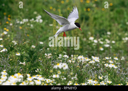 Zoologie/Tiere, Vögel (Aves), Küstenseeschwalbe, Küstenseeschwalbe, Sterna Paradisaea, Additional-Rights - Clearance-Info - Not-Available Stockfoto