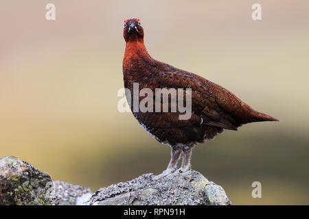 Zoologie/Tiere, Vögel (Aves), Willow Grouse, schottisch Willow Grouse, Lagopus Lagopus scoticus, R, Additional-Rights - Clearance-Info - Not-Available Stockfoto