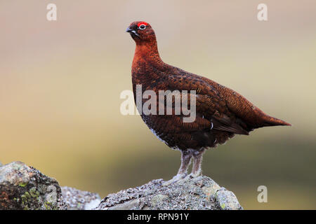 Zoologie/Tiere, Vögel (Aves), Willow Grouse, schottisch Willow Grouse, Lagopus Lagopus scoticus, R, Additional-Rights - Clearance-Info - Not-Available Stockfoto