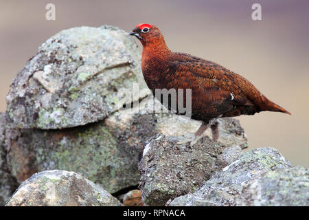 Zoologie/Tiere, Vögel (Aves), Willow Grouse, schottisch Willow Grouse, Lagopus Lagopus scoticus, R, Additional-Rights - Clearance-Info - Not-Available Stockfoto