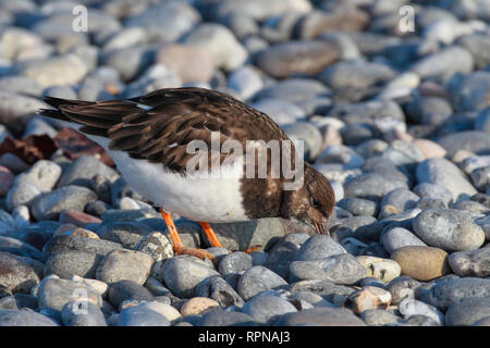 Zoologie/Tiere, Vögel (Aves), bräunlich Turnstone, Arenaria interpres, Deutschland, Additional-Rights - Clearance-Info - Not-Available Stockfoto