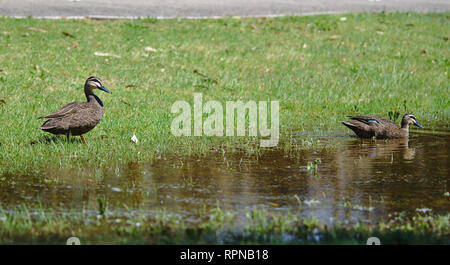 Fernsicht auf zwei Enten an einem sonnigen Tag in der Nähe von Wasser mit grünem Gras um Stockfoto