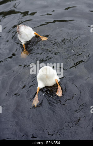 Zwei lustige Enten im Wasser mit aufgeschnittenen Böden auf der Suche nach Nahrung Stockfoto