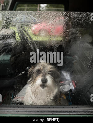 Wütend Terrier Hund Knurren und baring Zähne durch Fenster im Innern Landrover 4x4 Fahrzeug auf die ländlichen Land zeigen Fete. Fort William Lochaber Hochland Sc Stockfoto