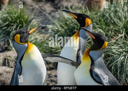Drei König Pinguine Aptenodytes patagonica" an der Salisbury Plains, Südgeorgien Stockfoto