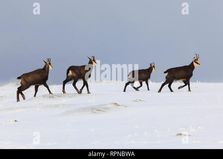 Zoologie/Tiere, Säugetiere (Mammalia), Gemsen, Gämsen, Rupicapra Rupicapra, alpine Gämsen, Schweiz, Additional-Rights - Clearance-Info - Not-Available Stockfoto