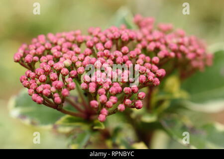 Viburnum tinus 'Elegant'. Winter blühen Bunte Viburnum tinus - Januar, UKgarden Stockfoto