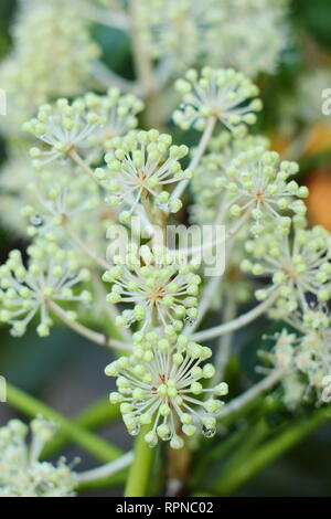 Fatsia japonica. Markante Blütenköpfe der Rizinus im Winter - Januar, UK Garten. Stockfoto