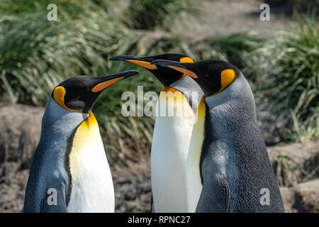 Drei König Pinguine Aptenodytes patagonica" an der Salisbury Plains, Südgeorgien Stockfoto