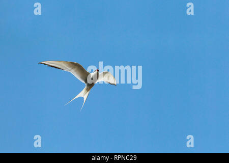 Zoologie/Tiere, Vögel (Aves), Küstenseeschwalbe, Küstenseeschwalbe, Sterna Paradisaea, Additional-Rights - Clearance-Info - Not-Available Stockfoto