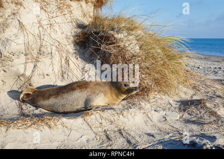 Zoologie/Tiere, Säugetiere (Mammalia), grau Dichtung, Insel Düne/Helgoland, Deutschland, Additional-Rights - Clearance-Info - Not-Available Stockfoto