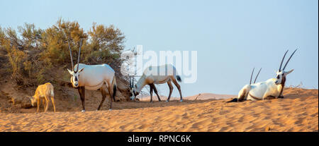 Herde der Arabische Oryx, Weiße Oryx (Oryx leucoryx) in der Wüste in der Nähe von Dubai, Vereinigte Arabische Emirate Stockfoto