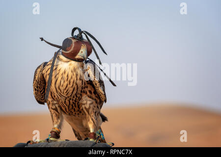 Falcon mit einer Haube aus Leder. Falknerei in der Wüste in der Nähe von Dubai, Vereinigte Arabische Emirate Stockfoto