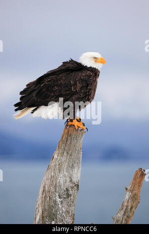 Zoologie/Tiere, Vogel/Vögeln (Aves), Weißkopfseeadler, Haliaeetus leucocephalus, Homer, Kenai Halbinsel,, Additional-Rights - Clearance-Info - Not-Available Stockfoto