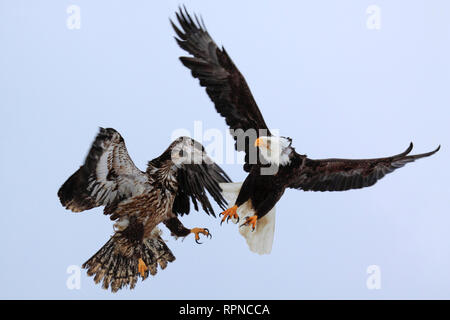 Zoologie/Tiere, Vogel/Vögeln (Aves), Weißkopfseeadler, Haliaeetus leucocephalus, Homer, Kenai Halbinsel,, Additional-Rights - Clearance-Info - Not-Available Stockfoto