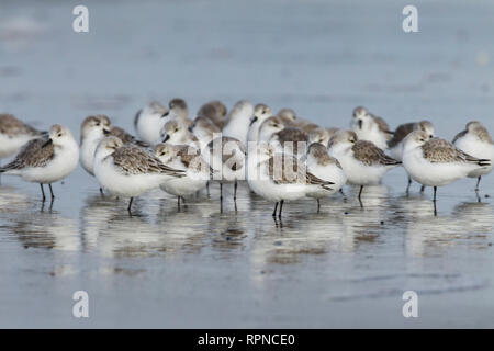 Zoologie/Tiere, Vogel/Vögeln (Aves), Sanderling, Calidris alba, Deutschland, Additional-Rights - Clearance-Info - Not-Available Stockfoto