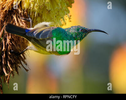 Südliche Double collared Sunbird hing eine red hot Poker in der Blüte. Close up Rückseite anzeigen Stockfoto