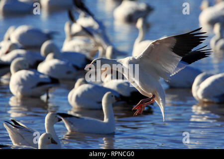 Zoologie/Tiere, Vogel/Vögeln (Aves), Snow Goose, Anser caerulescens, USA, Additional-Rights - Clearance-Info - Not-Available Stockfoto