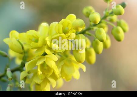 Mahonia x Media 'Winter Sonne'. Detail von Mahonia 'Winter sun' Blüte im Winter UK. Auch als Mahonie 'Winter Sun" und Mahonia x wagneri Winter Sonne. Stockfoto