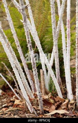 Rubus Goldenvale cockburnianus''. Weiß stammte Dornbusch" gegen Polystichum Farn in einem Wintergarten. Auch als Rubus cockburnianus Wyego. Stockfoto