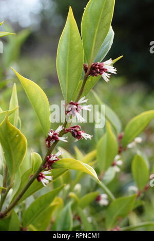 Sarcococca orientalis. Stark duftende winter blumen von Sarcococca orientlais in einem Englischen Garten, Januar, Großbritannien Stockfoto