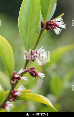 Sarcococca orientalis. Stark duftende winter blumen von Sarcococca orientlais in einem Englischen Garten, Januar, Großbritannien Stockfoto