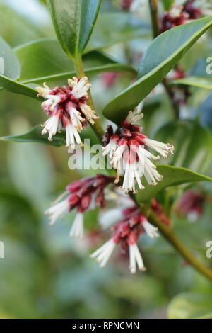 Sarcococca orientalis. Stark duftende winter blumen von Sarcococca orientlais in einem Englischen Garten, Januar, Großbritannien Stockfoto