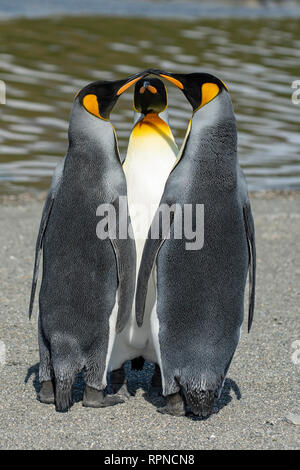 Drei König Pinguine Aptenodytes patagonica" an der Salisbury Plains, Südgeorgien Stockfoto