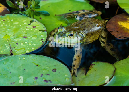 Zoologie/Tiere, Amphibien (Amphibia), Ochsenfrosch (Rana catesbeiana) shedding Skin in Feuchtgebieten auf Pferd, Additional-Rights - Clearance-Info - Not-Available Stockfoto