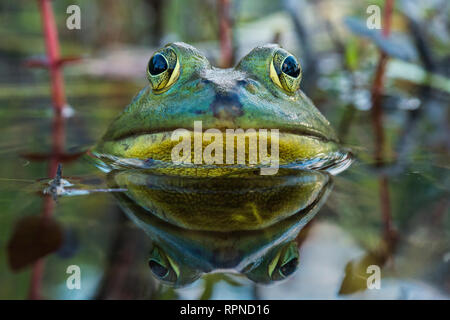 Zoologie/Tiere, Amphibien (Amphibia), Ochsenfrosch (Rana catesbeiana) in Feuchtgebieten am Hufeisensee in M, Additional-Rights - Clearance-Info - Not-Available Stockfoto